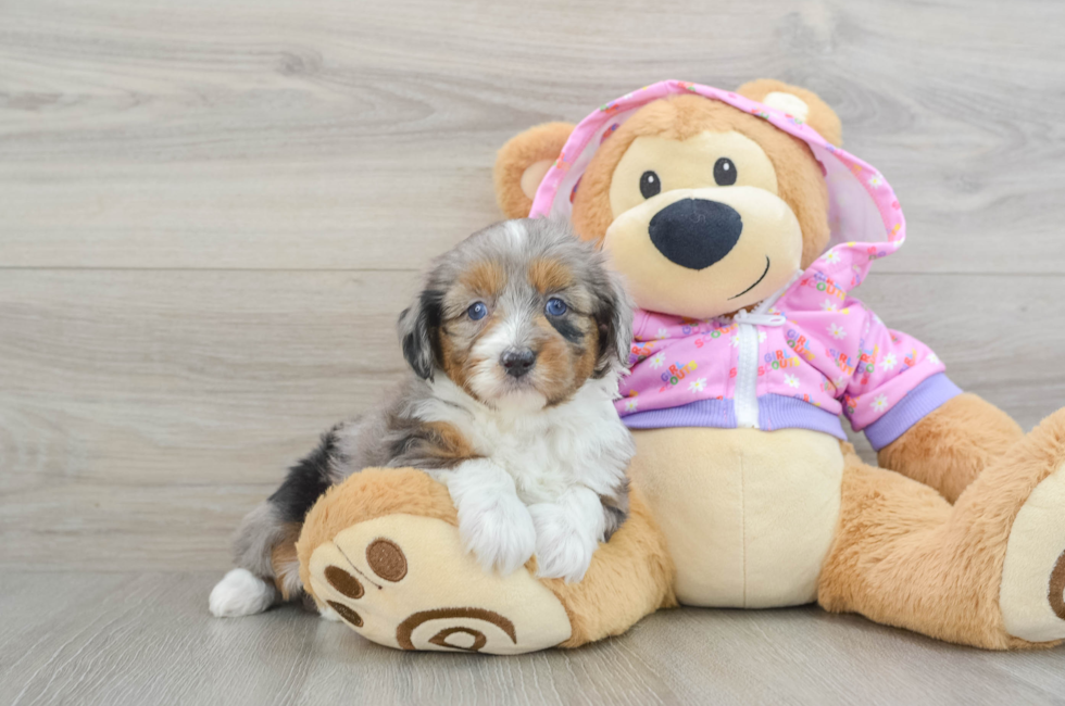 5 week old Mini Aussiedoodle Puppy For Sale - Puppy Love PR