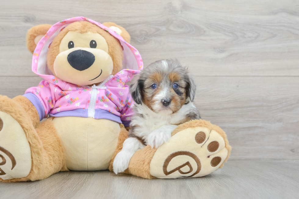 Playful Mini Aussiepoodle Poodle Mix Puppy