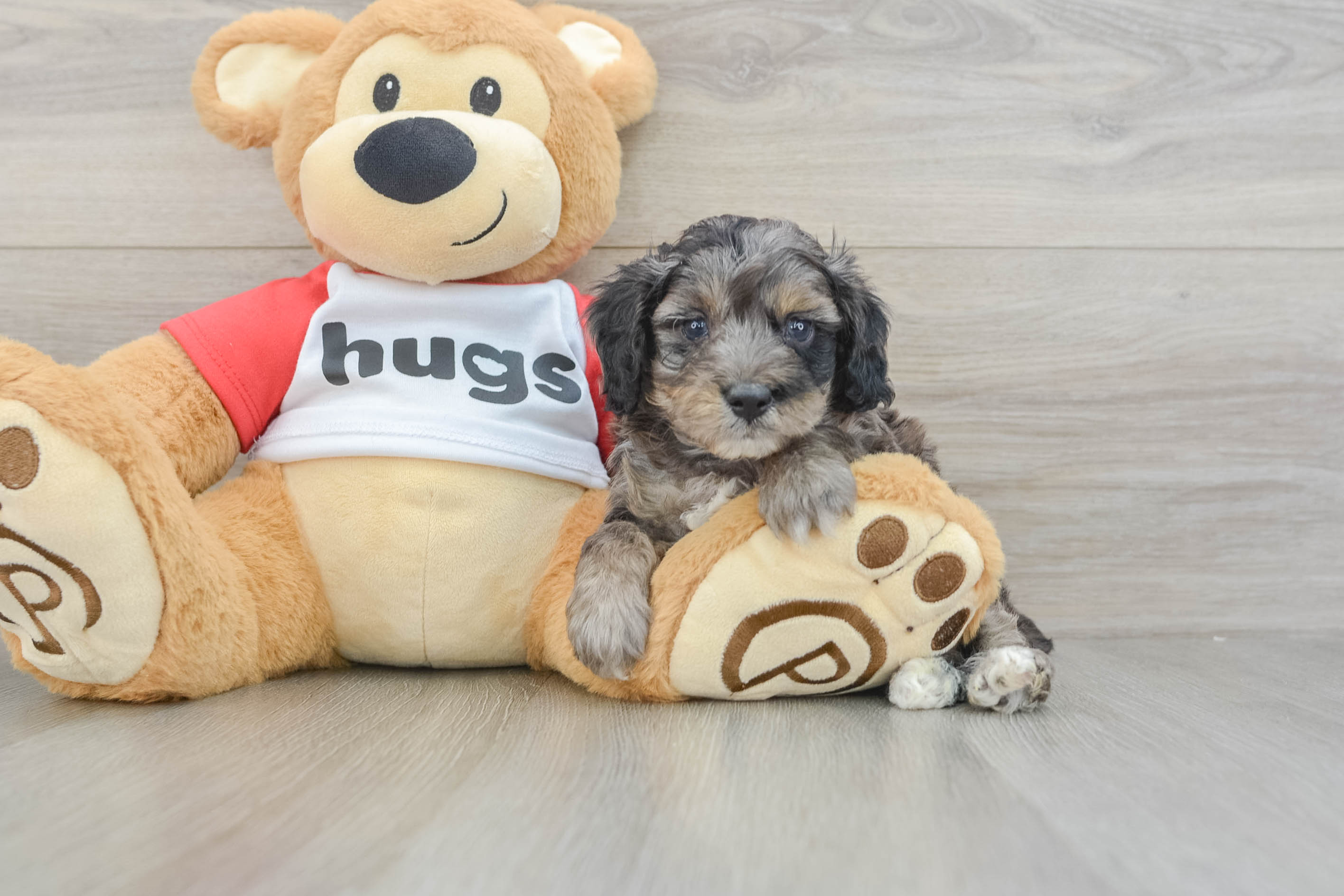 Mini Aussiedoodle Pup Being Cute