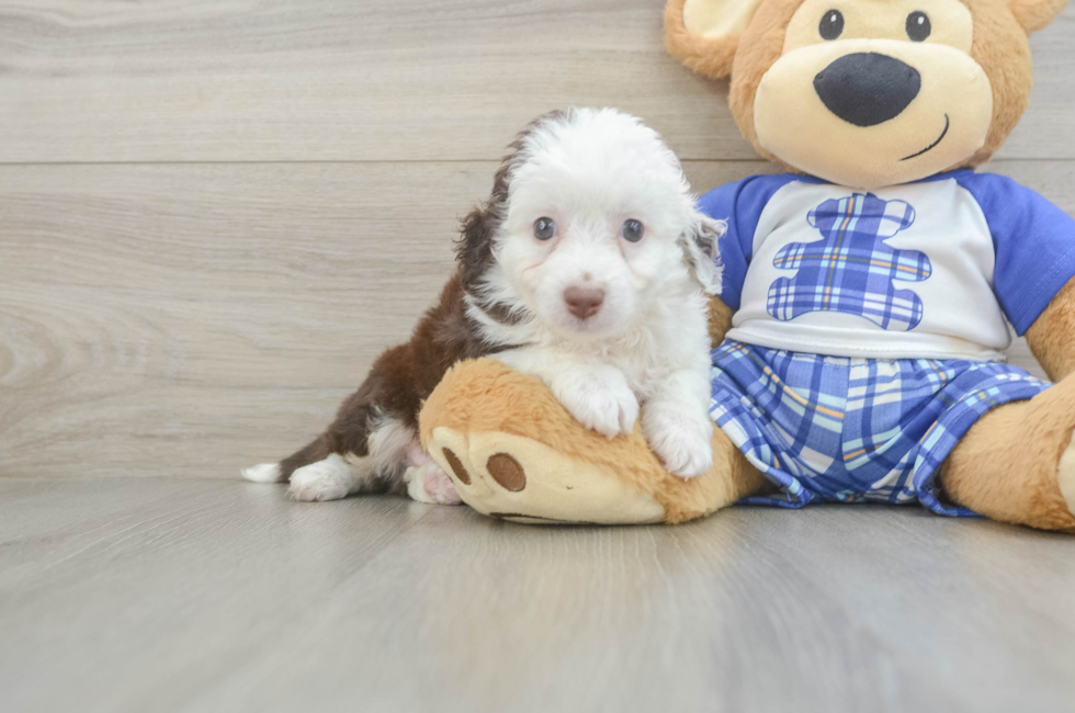 6 week old Mini Aussiedoodle Puppy For Sale - Puppy Love PR