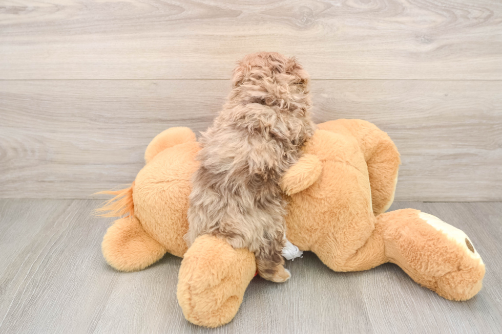 Mini Aussiedoodle Pup Being Cute