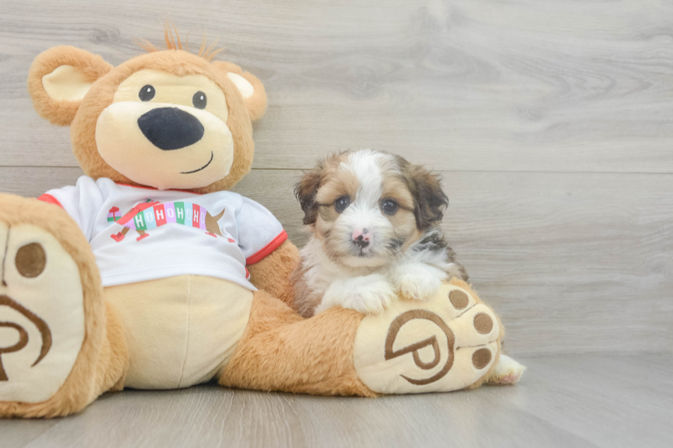 Playful Mini Aussiepoodle Poodle Mix Puppy