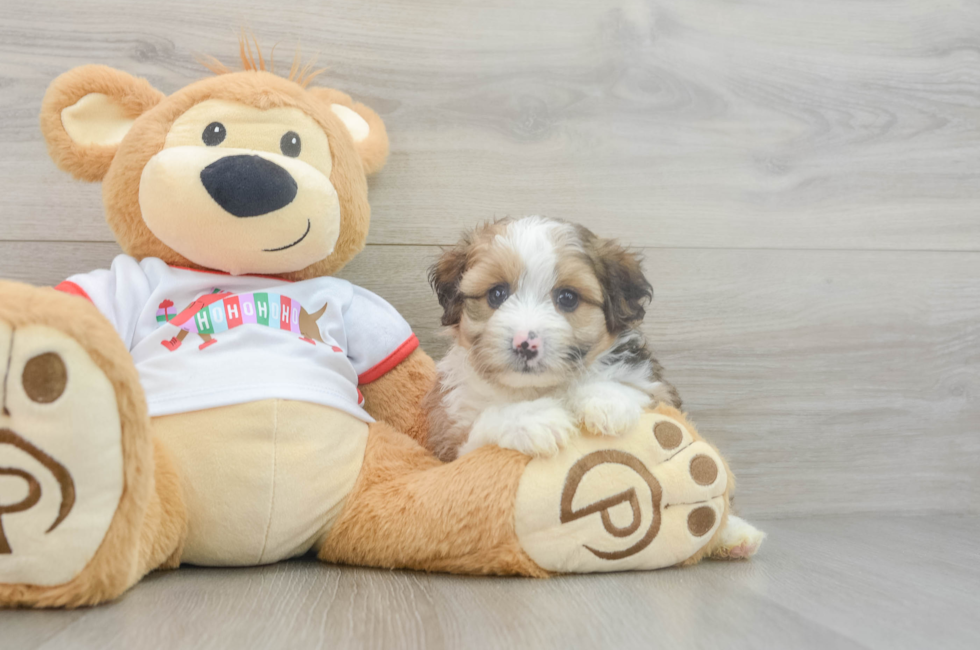 5 week old Mini Aussiedoodle Puppy For Sale - Puppy Love PR