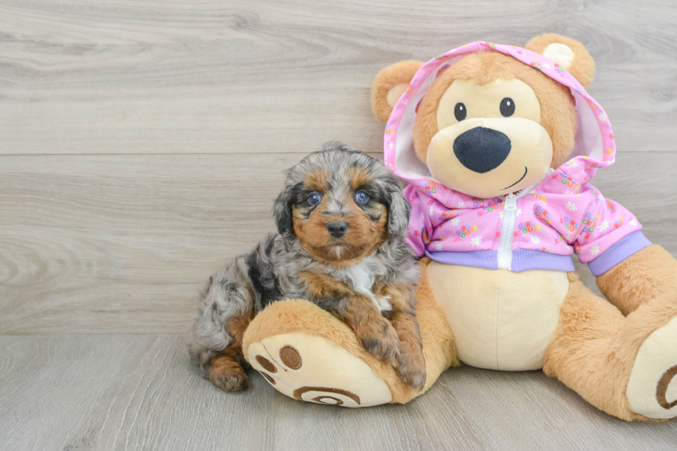 Happy Mini Aussiedoodle Baby