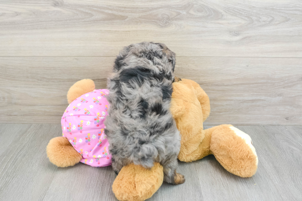 Smart Mini Aussiedoodle Poodle Mix Pup