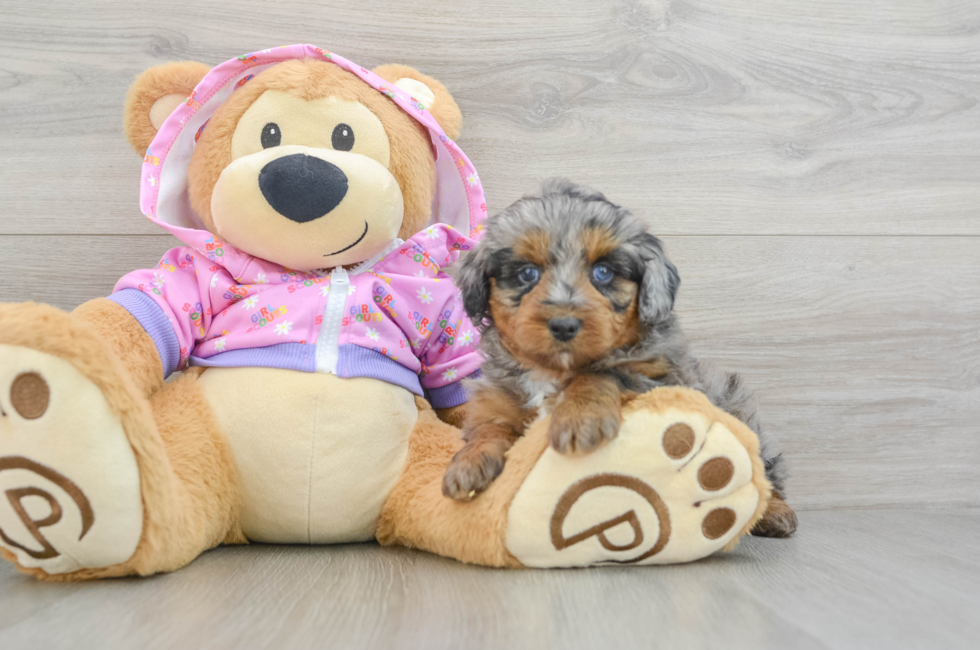 5 week old Mini Aussiedoodle Puppy For Sale - Puppy Love PR