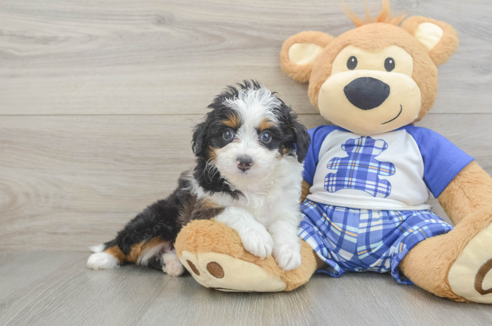 6 week old Mini Aussiedoodle Puppy For Sale - Puppy Love PR