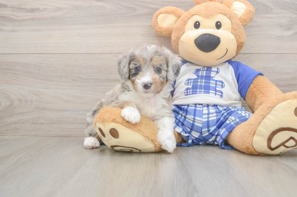 5 week old Mini Aussiedoodle Puppy For Sale - Puppy Love PR