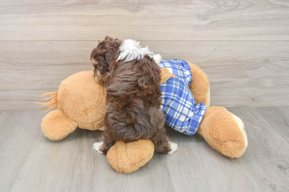 Small Mini Aussiedoodle Baby