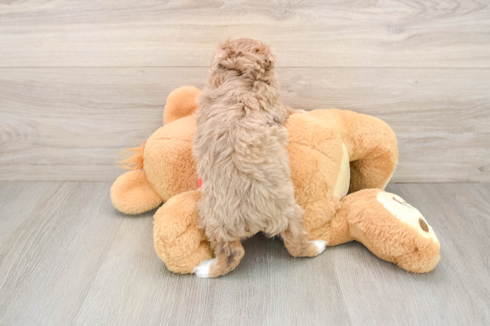 Popular Mini Aussiedoodle Poodle Mix Pup