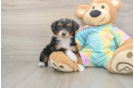 Cute Mini Aussiedoodle Baby