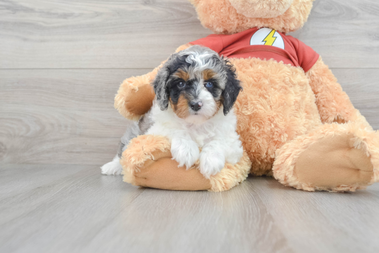 Meet Ontario - our Mini Aussiedoodle Puppy Photo 1/3 - Puppy Love PR Energetic Aussiepoo Poodle Mix Puppy