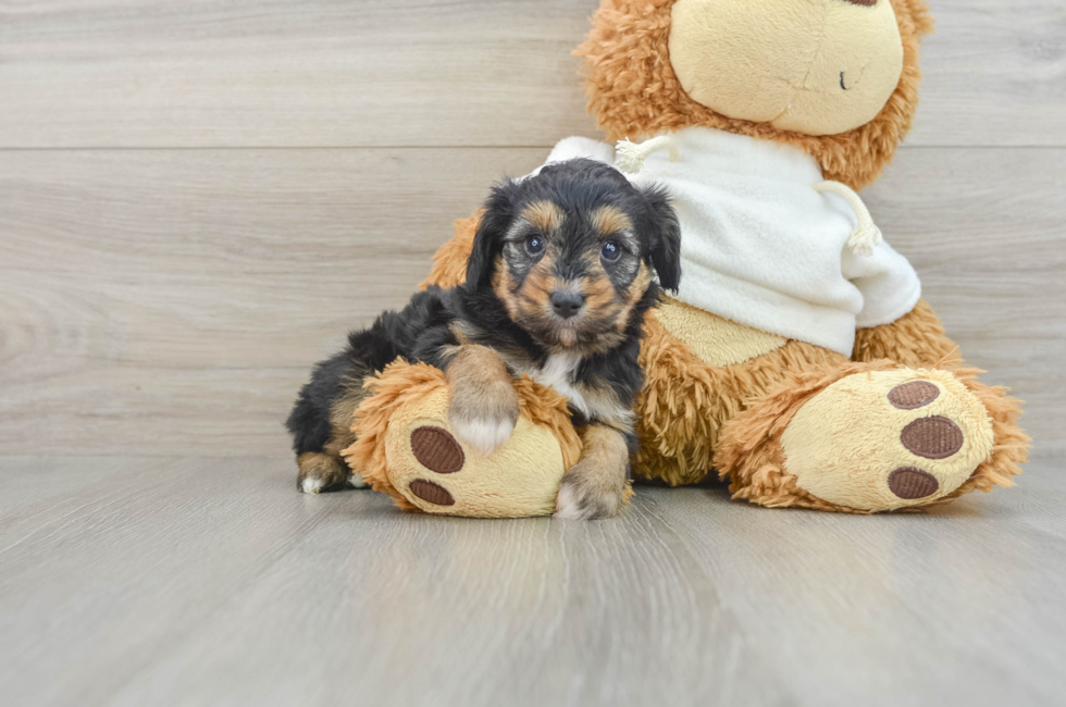 7 week old Mini Aussiedoodle Puppy For Sale - Puppy Love PR