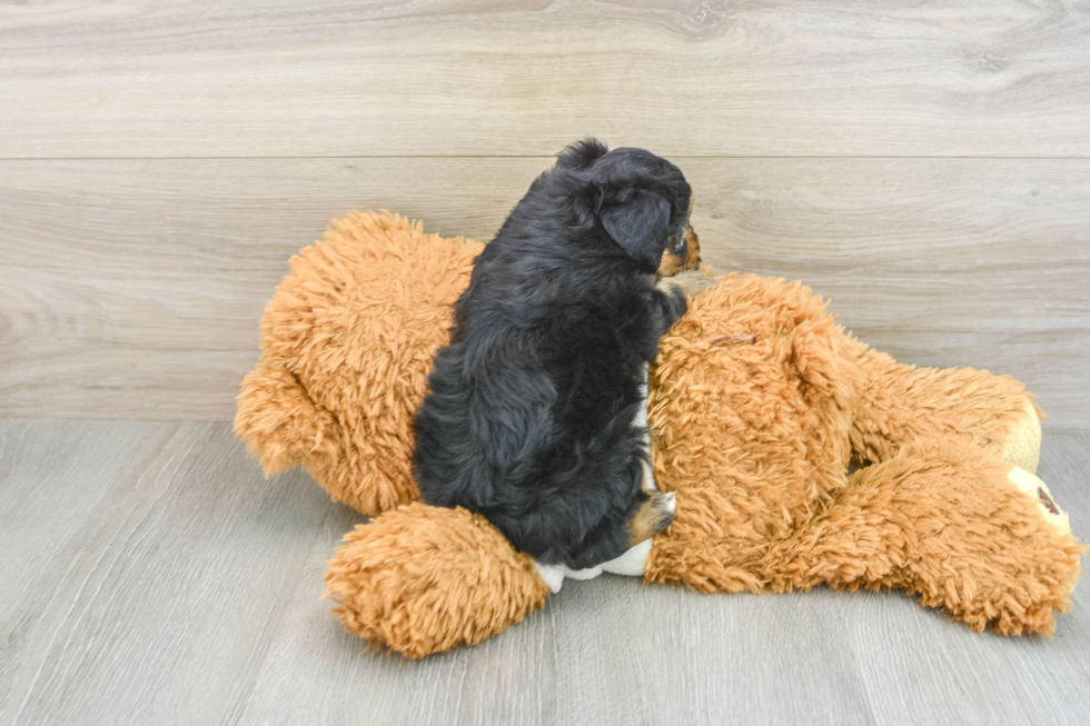 Mini Aussiedoodle Pup Being Cute