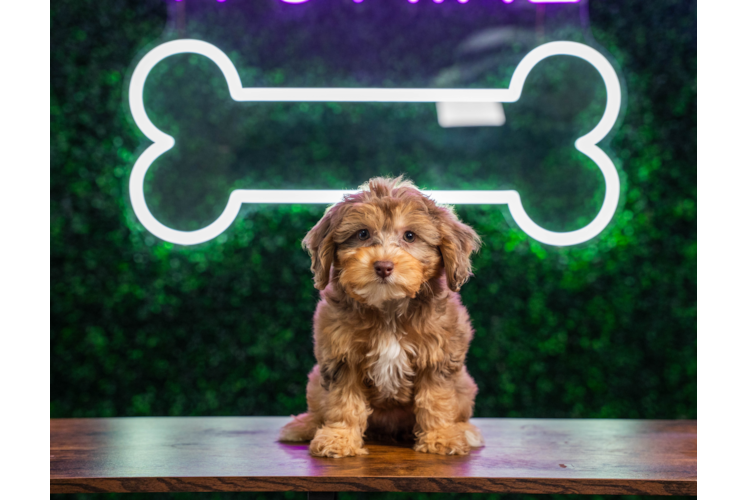 Mini Aussiedoodle Pup Being Cute