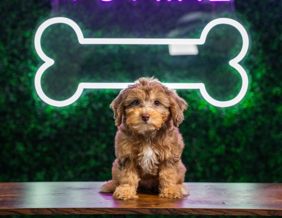 Mini Aussiedoodle Pup Being Cute
