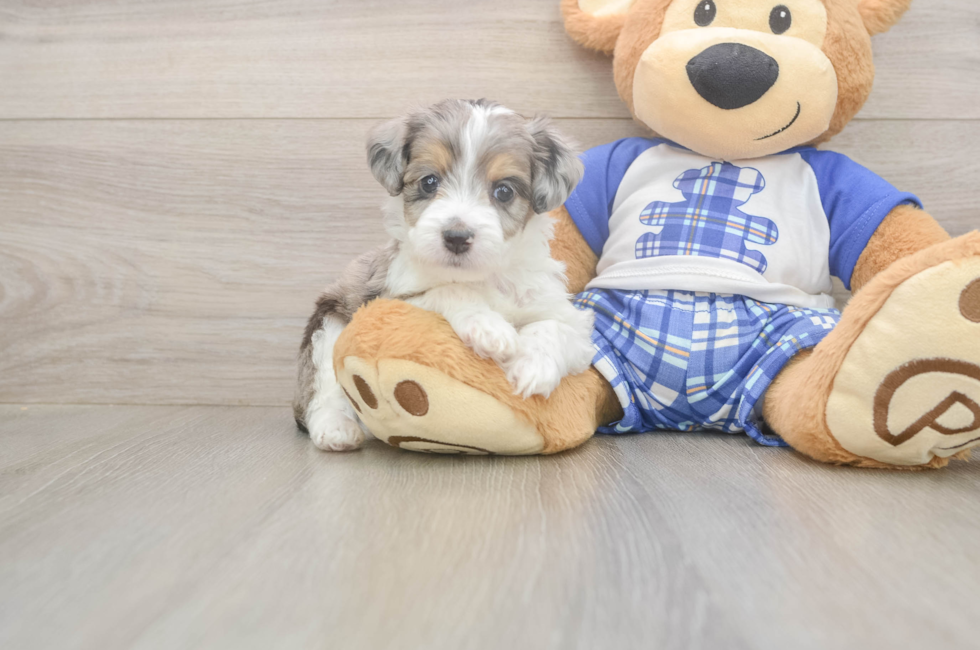 5 week old Mini Aussiedoodle Puppy For Sale - Puppy Love PR