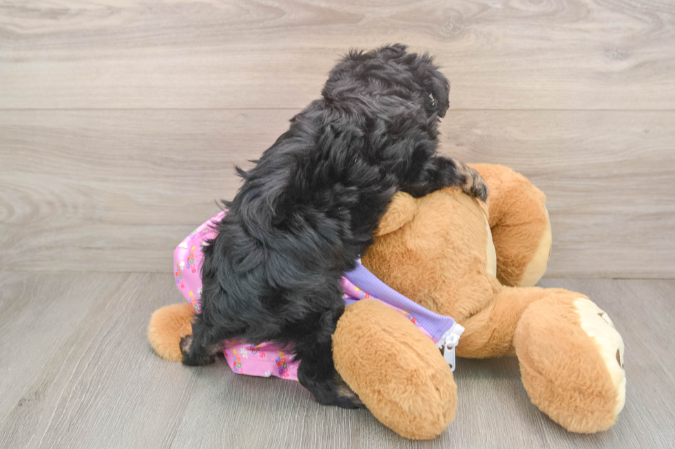 Adorable Mini Australian Shepherd X Poodle Mix Poodle Mix Puppy