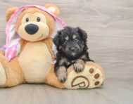 7 week old Mini Aussiedoodle Puppy For Sale - Puppy Love PR