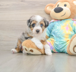 8 week old Mini Aussiedoodle Puppy For Sale - Puppy Love PR