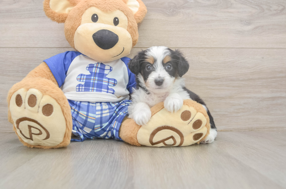 5 week old Mini Aussiedoodle Puppy For Sale - Puppy Love PR