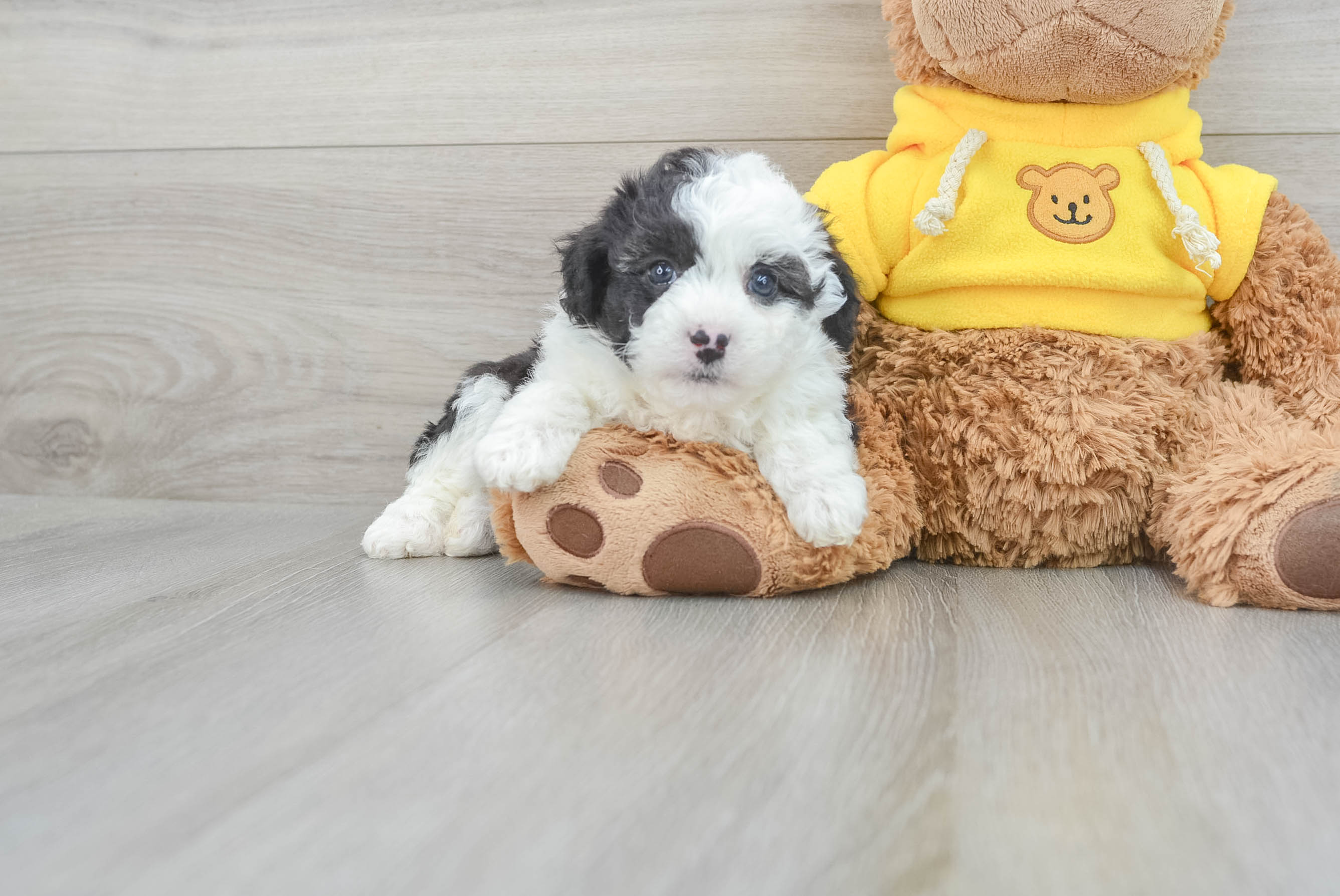 Fluffy Mini Aussiedoodle Poodle Mix Pup