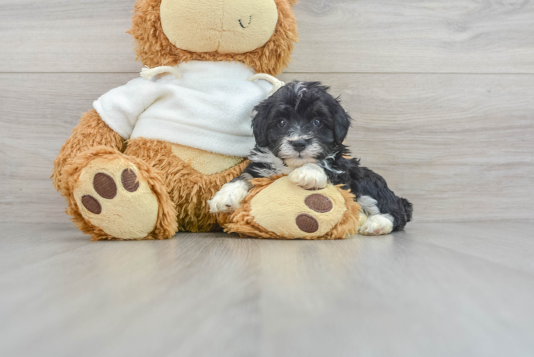 Meet Osaka - our Mini Aussiedoodle Puppy Photo 1/3 - Puppy Love PR Petite Mini Aussiedoodle Poodle Mix Pup