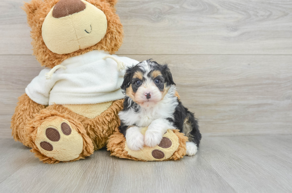 7 week old Mini Aussiedoodle Puppy For Sale - Puppy Love PR