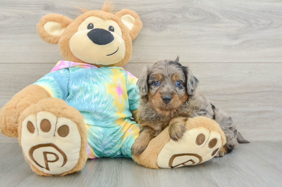 5 week old Mini Aussiedoodle Puppy For Sale - Puppy Love PR