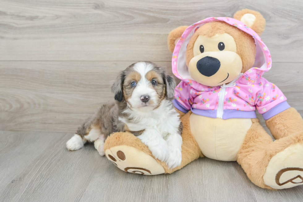 Mini Aussiedoodle Puppy for Adoption