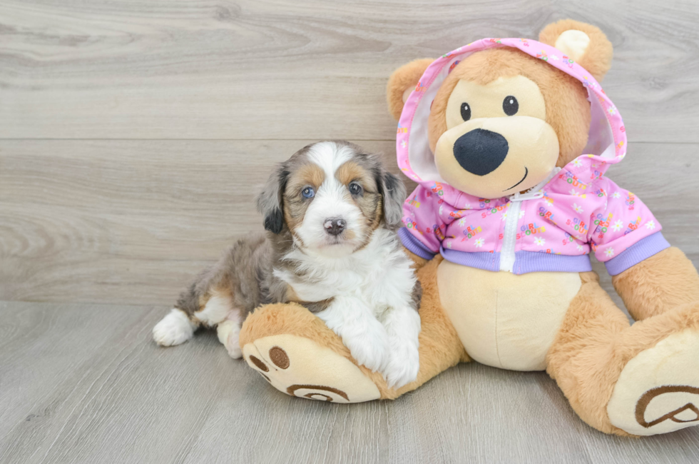 5 week old Mini Aussiedoodle Puppy For Sale - Puppy Love PR