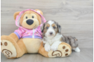 Happy Mini Aussiedoodle Baby