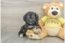 Mini Aussiedoodle Pup Being Cute