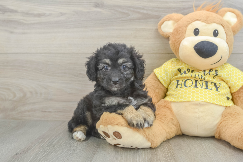 Mini Aussiedoodle Pup Being Cute