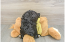 Mini Aussiedoodle Pup Being Cute