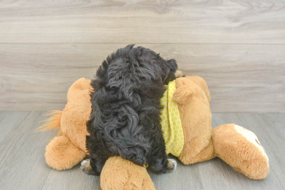 Mini Aussiedoodle Pup Being Cute