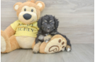 Mini Aussiedoodle Puppy for Adoption