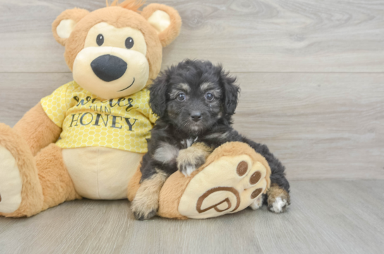 Mini Aussiedoodle Puppy for Adoption