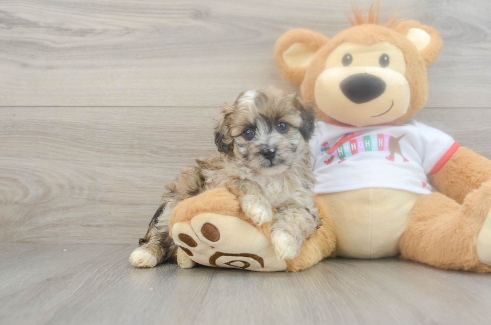 5 week old Mini Aussiedoodle Puppy For Sale - Puppy Love PR