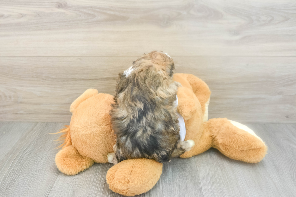 Fluffy Mini Aussiedoodle Poodle Mix Pup