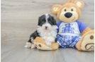 Mini Aussiedoodle Pup Being Cute