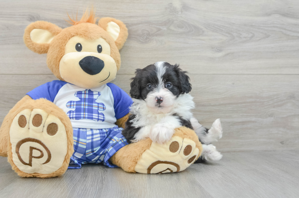 6 week old Mini Aussiedoodle Puppy For Sale - Puppy Love PR