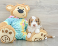 7 week old Mini Aussiedoodle Puppy For Sale - Puppy Love PR