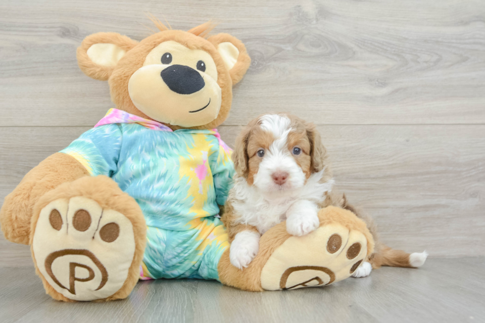 Friendly Mini Aussiedoodle Baby