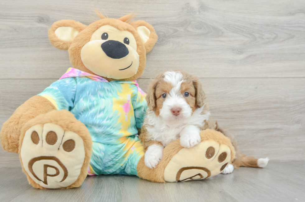 5 week old Mini Aussiedoodle Puppy For Sale - Puppy Love PR