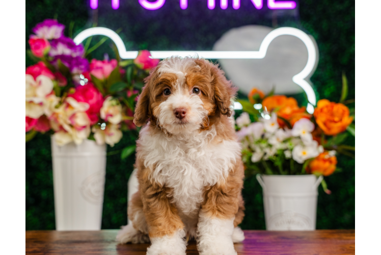 Cute Mini Aussiedoodle Poodle Mix Pup