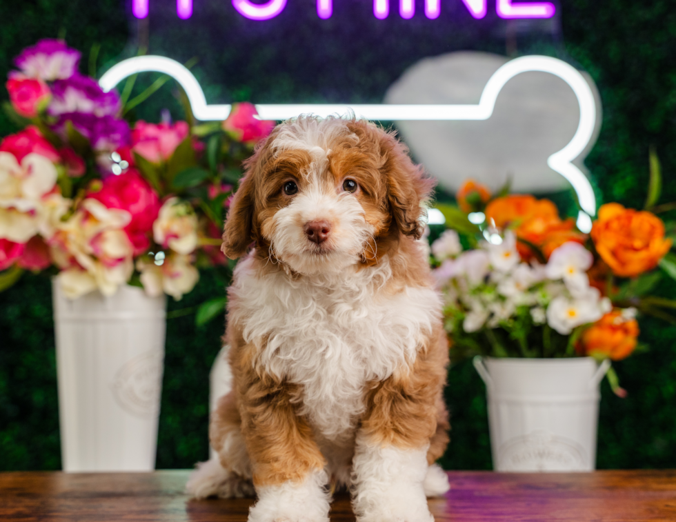 Cute Mini Aussiedoodle Poodle Mix Pup