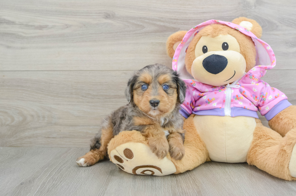 5 week old Mini Aussiedoodle Puppy For Sale - Puppy Love PR