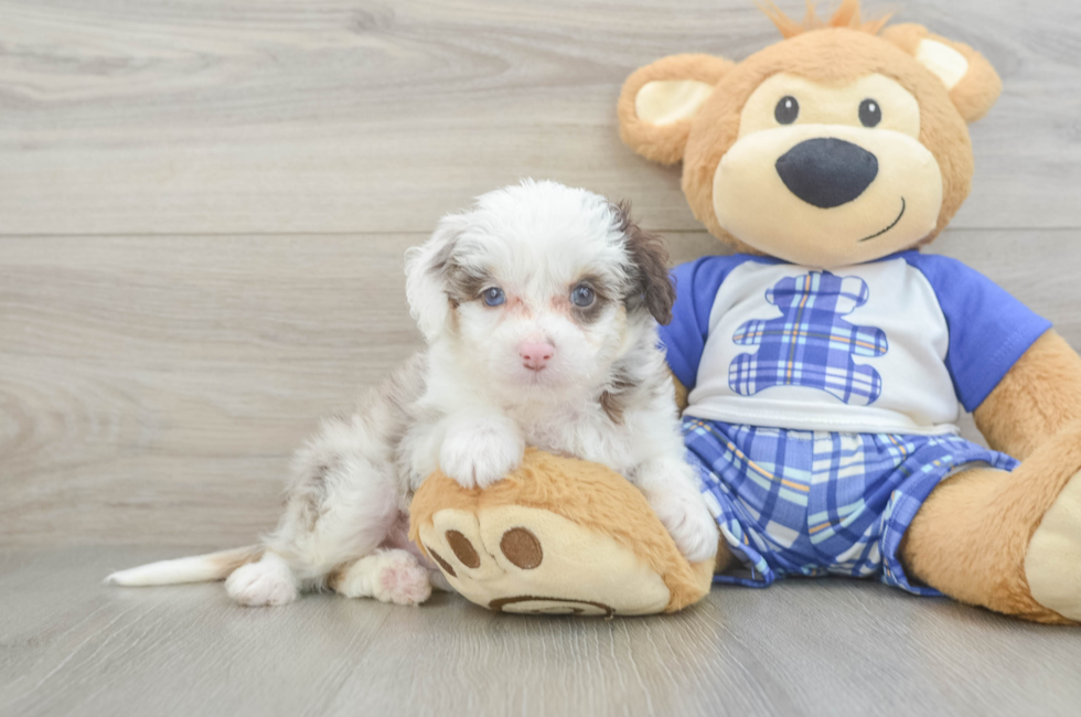 6 week old Mini Aussiedoodle Puppy For Sale - Puppy Love PR