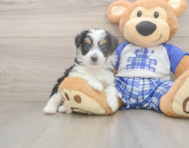 9 week old Mini Aussiedoodle Puppy For Sale - Puppy Love PR